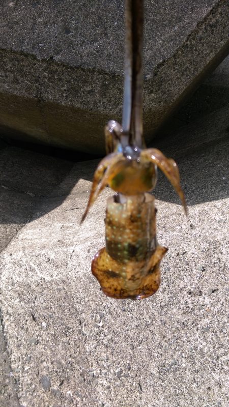 やっと釣れた(*^_^*)